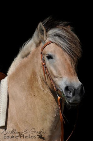 Fjordwallach Jonas | 07/2013