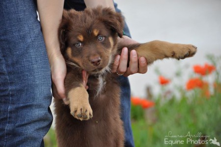 Welpenshooting I 3741 Rafing I 07/2013