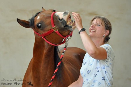 Quarter Horse Wallach Kali Whiz Pine | 2031 Eggendorf im Thale | 2012 & 2013