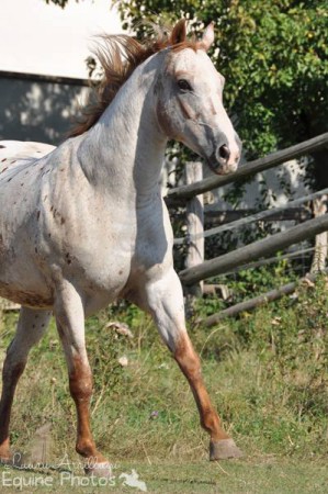 Appaloosa Stute Mark Me a Ten | 3710 Ziersdorf | 09/2013
