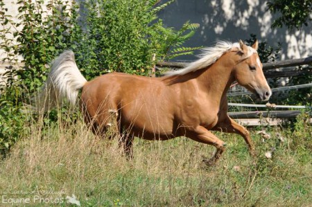 Quarter Horse Wallach Okies Aries | 3710 Ziersdorf | 09/2013
