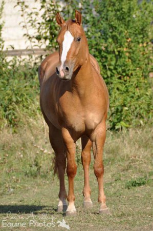 Appaloosa Stute Hope | 3710 Ziersdorf | 09/2013