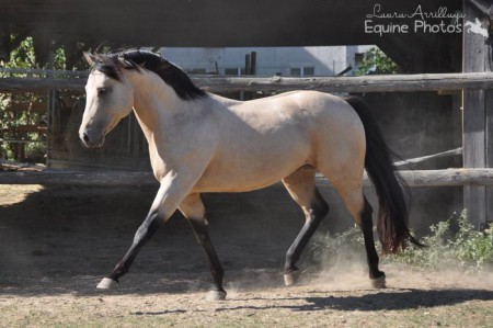 Quarter Horse Hengst Fritz Whiz Kid | 3710 Ziersdorf | 09/2013