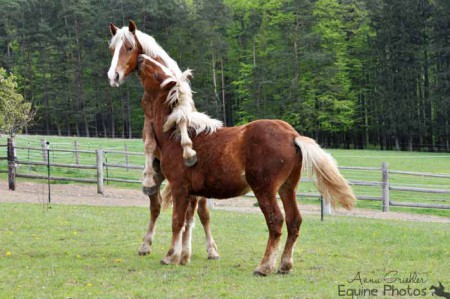 Junghengstweide | 04/2014