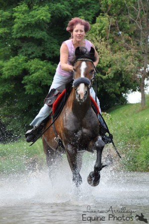 Freiberger Wallach Herr Ferdinand | 3071 Böheimkirchen | 07/2013