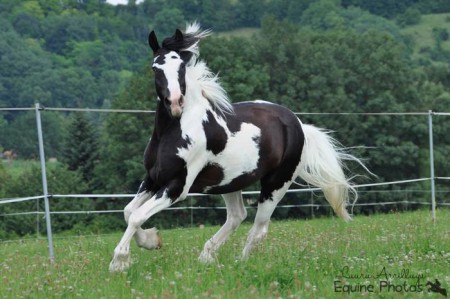 Tinker WB Mix Wallach Schokolade | 3071 Böheimkirchen | 07/2013 und 2012