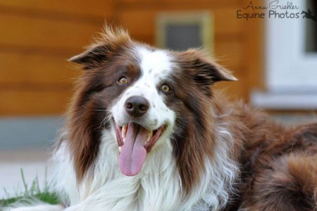 Bordercollie Thaddäus I 09/2013