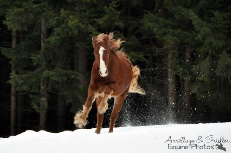 Welsh Cob Cappuccino I 8605 Kapfenberg | 01/2012