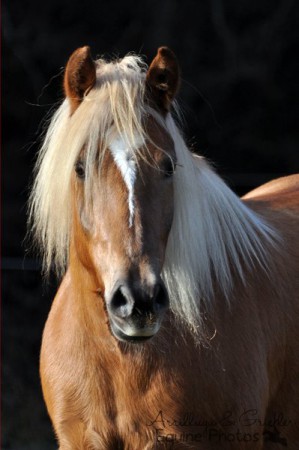 Haflinger Sina I 01/2012