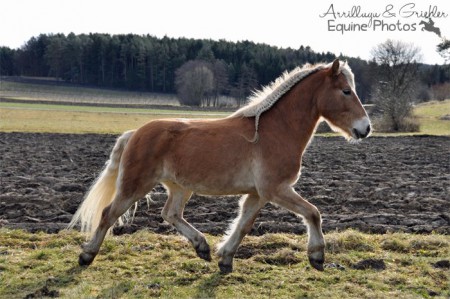 Haflinger Sturmwind I 01/2012