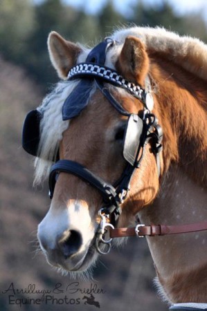 Haflinger Avanti I 01/2012