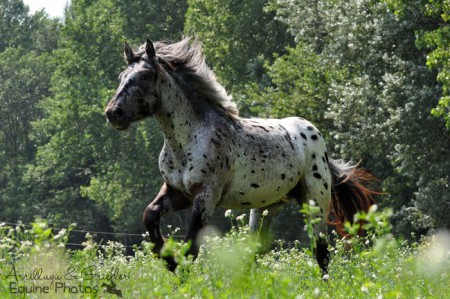 Norikerwallach Gismo | 2434 Götzendorf an der Leitha | 07/2012