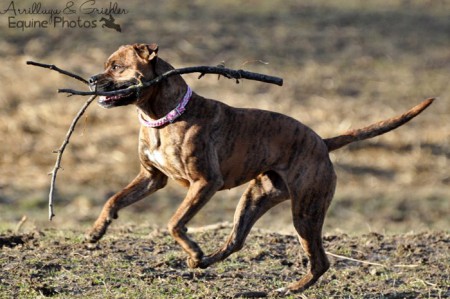 American Staffordshire Terrier Sunny I 01/2012