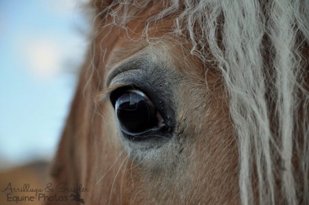 Haflinger Bella I 01/2012