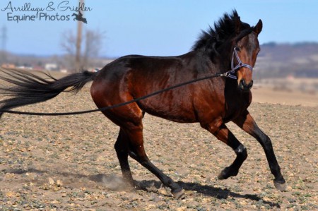 Vollbluthengst Fly I 03/2012