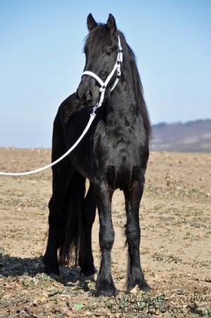 Friesenhengst Elias I 03/2012