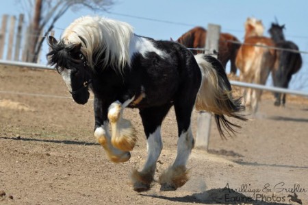 Tinkerhengst Cäsar I 03/2012