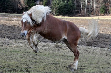 Haflinger Windsor I 01/2012