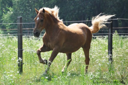 Haflinger-Noriker I 2434 Götzendorf an der Leitha I 07/2012