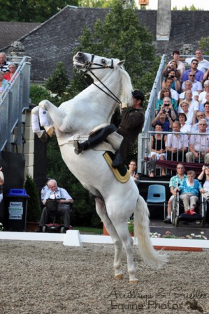 Lipizzanergala I 3704 Heldenberg I 06/2012