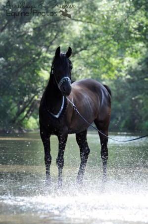 Araber Samar I 2434 Götzendorf an der Leitha I 07/2012