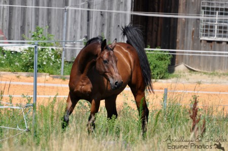 Oldenburgerhengst Kismet I 07/2012