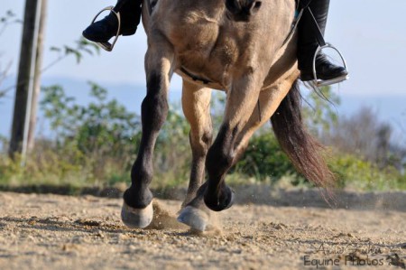 Haflinger-Connemara Babalou I 2000 Oberolberndorf I 10/2013